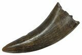 Serrated, Tyrannosaur (Nanotyrannus) Tooth - Montana #350423-1